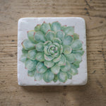 Load image into Gallery viewer, Succulent Coaster

