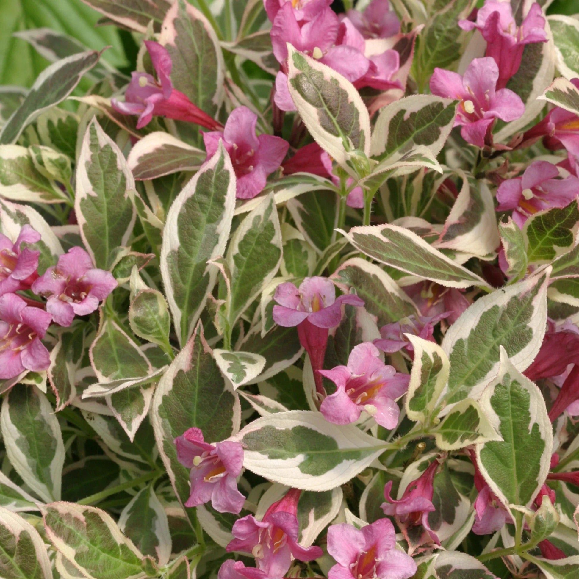 Weigela Florida ‘Monet’