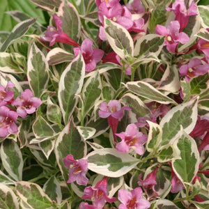 Weigela Florida ‘Monet’