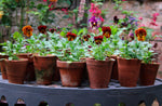 Load image into Gallery viewer, Flower Yard: Growing Flamboyant Flowers In Containers
