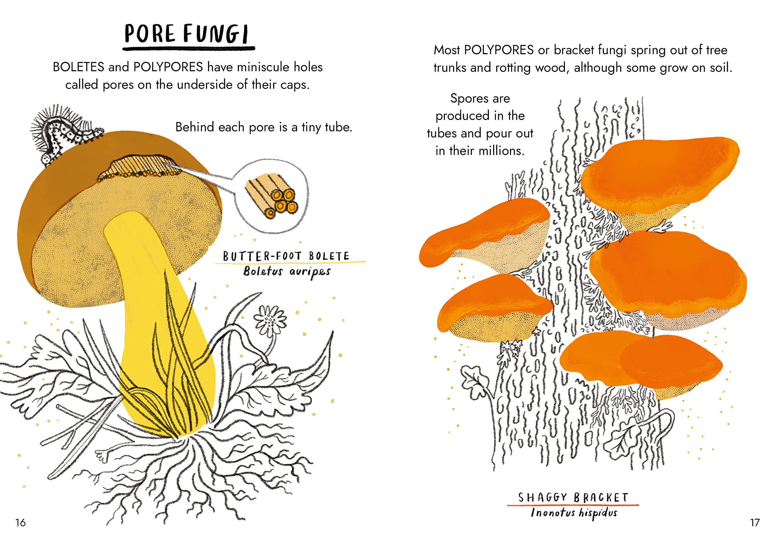 Hello Fungi: A Little Guide to Nature