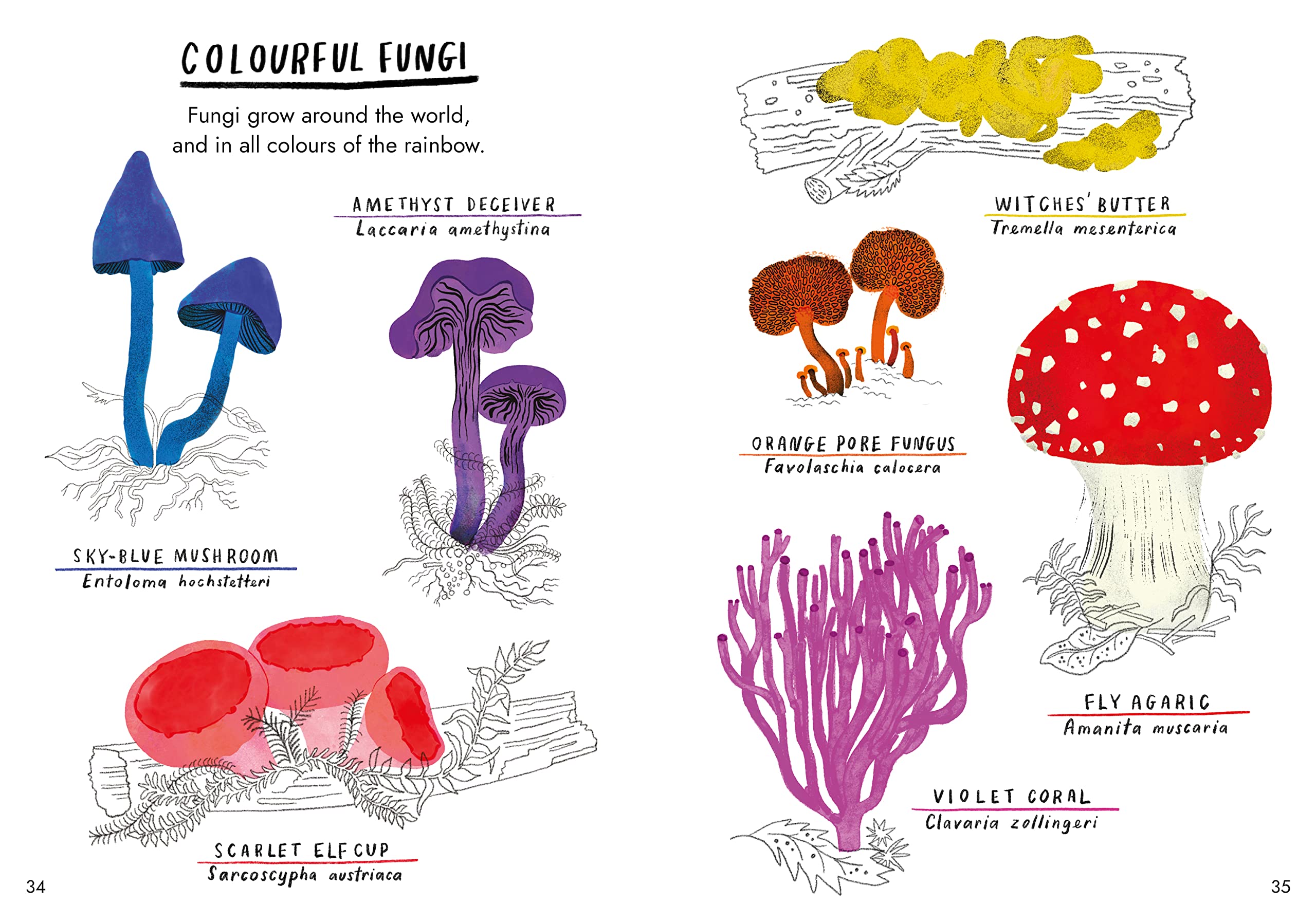 Hello Fungi: A Little Guide to Nature