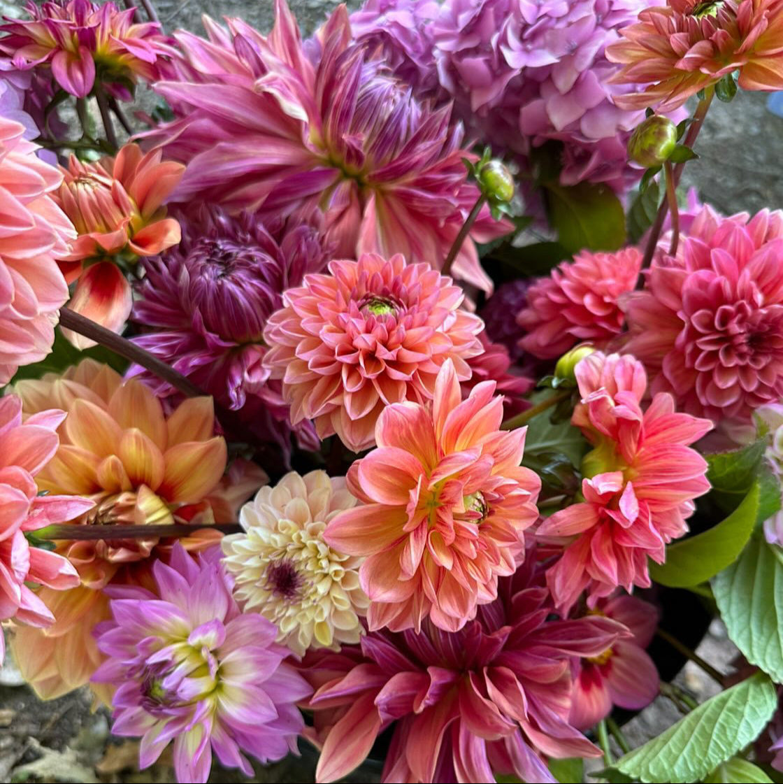 Dahlia Bowl Workshop with Ottilies Flowers
