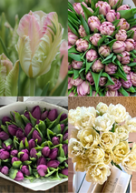 Load image into Gallery viewer, Mother's Day Tulip Bunch Pre Order - Local Collection
